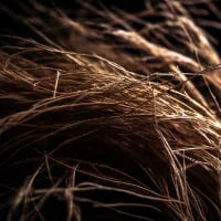 Vetiver